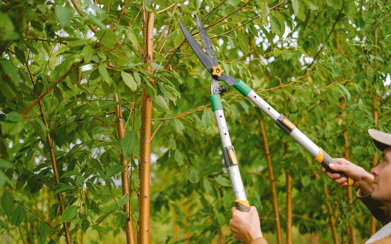 Tree trimming in Rhoadesville, VA