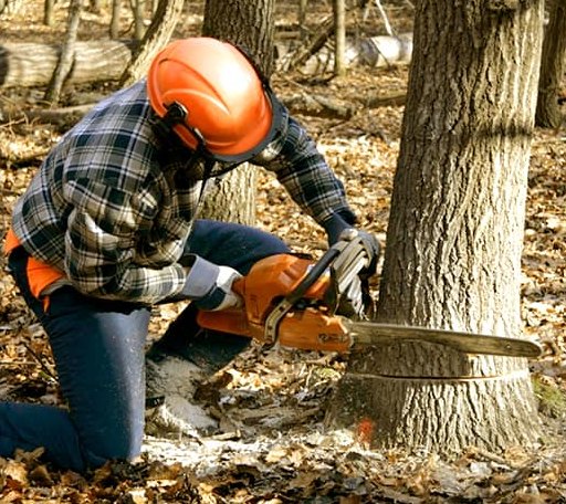 Tree Removal in Rhoadesville, VA
